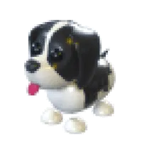Black Springer Spaniel (Normal)
