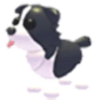 Border Collie (Normal)